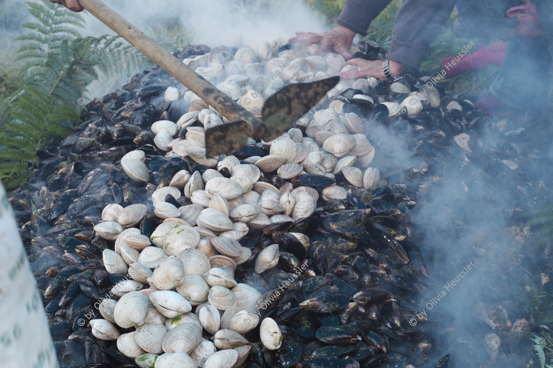 Image of sheet 20051204 photo 64: Zubereitung eines Curanto mit Meeresfruechten, Fleisch und Kartoffeln, Paillaco Chile 2005.
Valdivia in der Region Los Rios, Suedchile