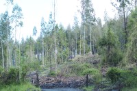 Image of sheet 20051204 photo 8: Die Huegel zwischen Valdivia und Futrono sind von Kiefern- und Eukalyptusbaeumen bewachsen, Chile, 2005. Die hier in Monokultur angebauten Nutzpflanzen fuehren zu einer problematischen Uebersaeuerung des Bodens. Plantage für Bäume Baumplantage Anbau