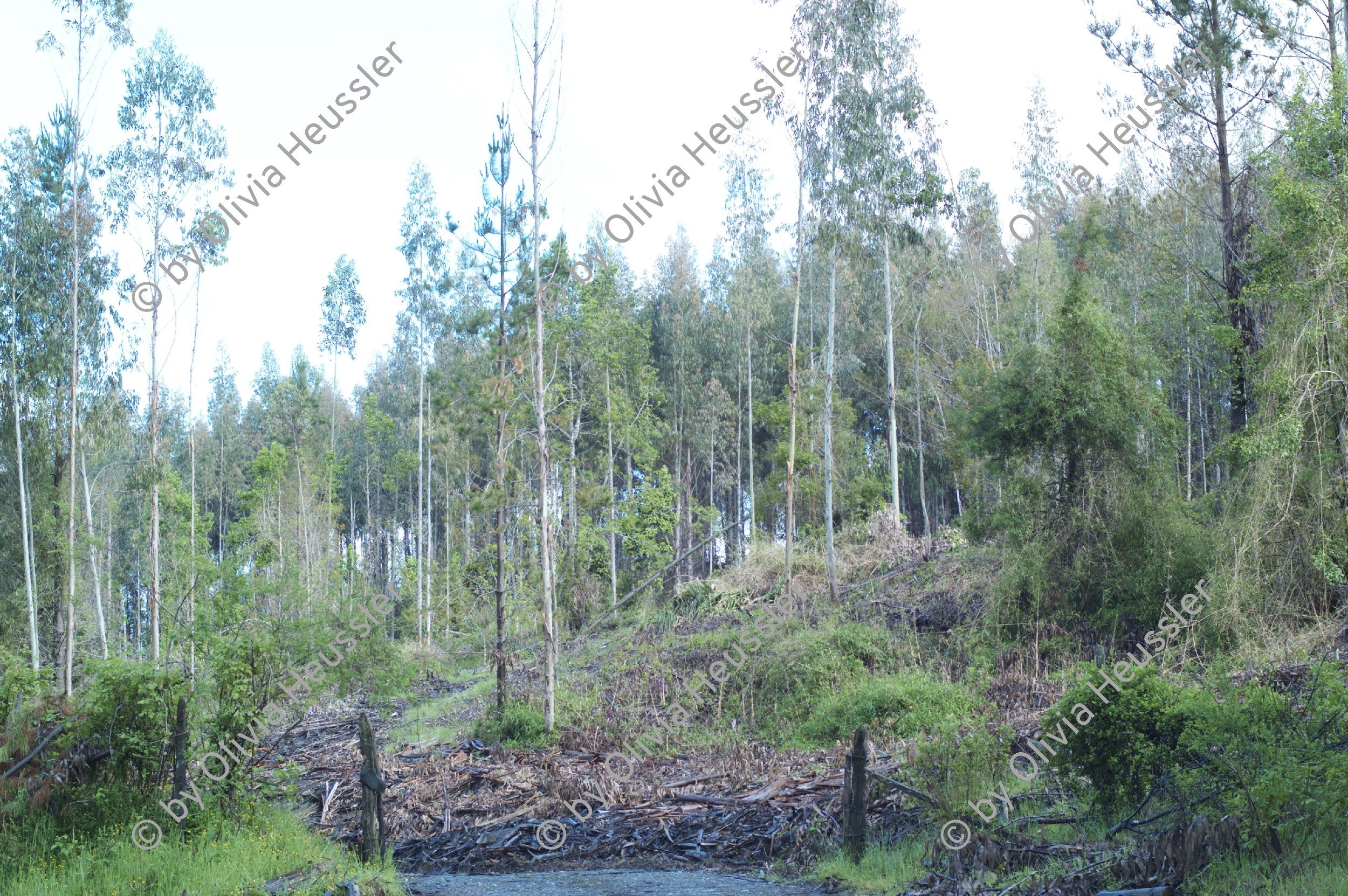 Image of sheet 20051204 photo 8: Die Huegel zwischen Valdivia und Futrono sind von Kiefern- und Eukalyptusbaeumen bewachsen, Chile, 2005. Die hier in Monokultur angebauten Nutzpflanzen fuehren zu einer problematischen Uebersaeuerung des Bodens. Plantage für Bäume Baumplantage Anbau