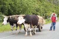 Image of sheet 20051205 photo 45: Ochsenwagen Mann Mapuche Transport Ochsen Ox 
Paillaco, rund 100 km landeinwärts vom Pazifik und der Stadt Valdivia in der Region Los Rios, Südchile Chile