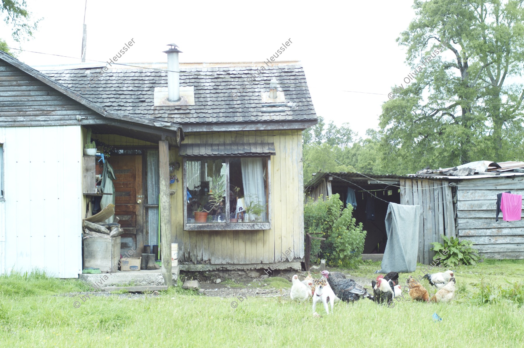 Image of sheet 20051205 photo 48: Wohnhaus Haus
Paillaco, rund 100 km landeinwärts vom Pazifik und der Stadt Valdivia in der Region Los Rios, Südchile Chile 
Home House Wohnen