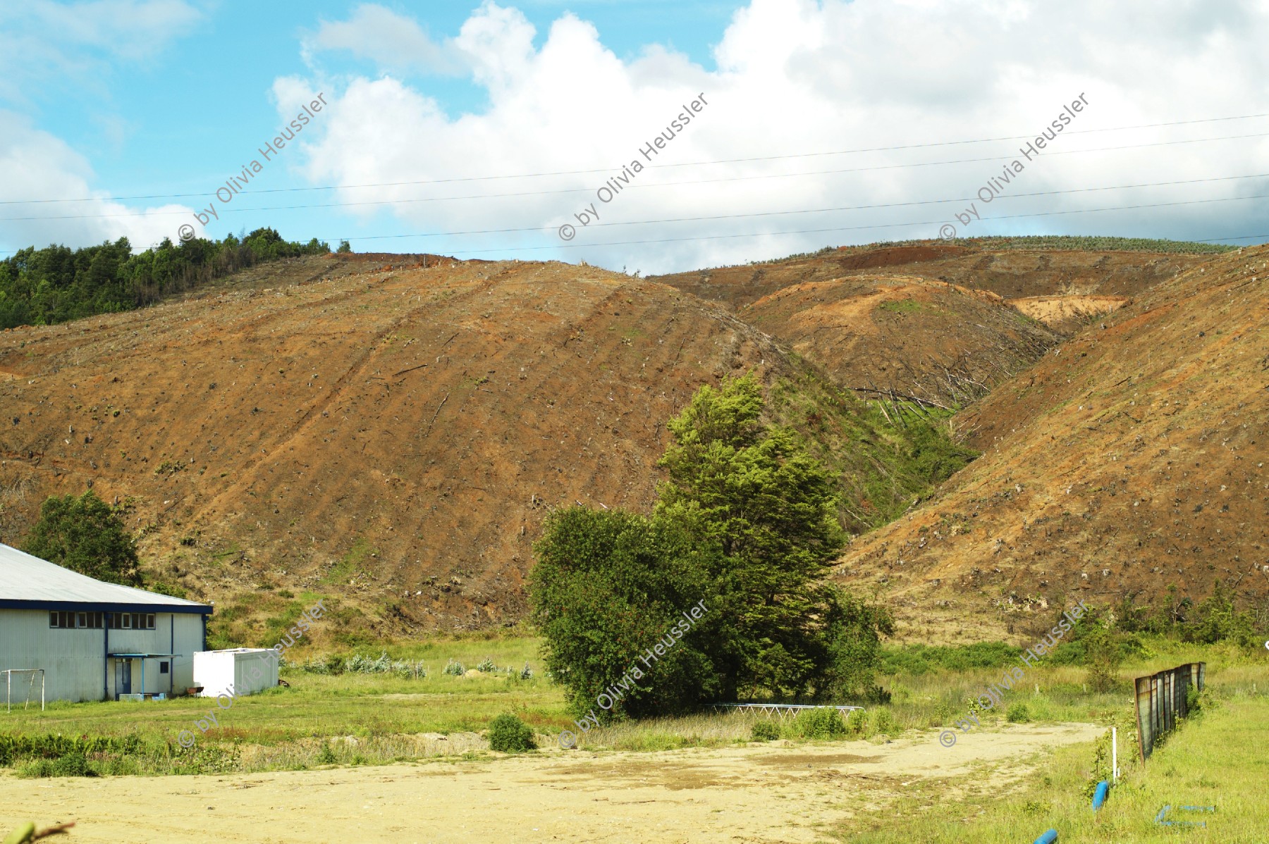 Image of sheet 20051205 photo 61: Die Huegel zwischen Valdivia und Futrono sind von Kiefern- und Eukalyptusbaeumen bewachsen, Chile, 2005. Die hier in Monokultur angebauten Nutzpflanzen fuehren zu einer problematischen Uebersaeuerung des Bodens. Plantagen Bäume