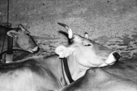 Image of sheet 20060010 photo 9: l