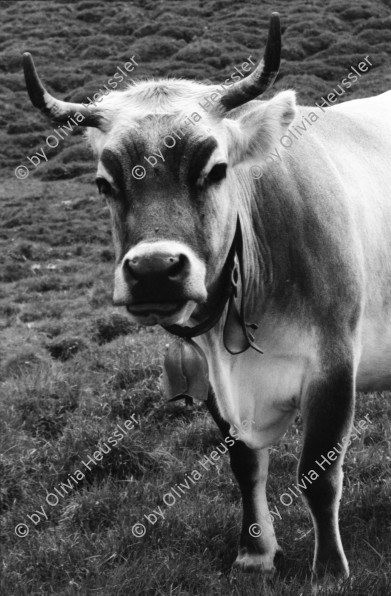 Image of sheet 20060020 photo 0: Leben auf der Alp mit Rind und Kalb, Neaza Graubünden, 2006.
Hirt mit krankem Rind. Hufe werden kontrolliert.