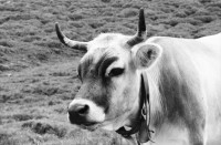 Image of sheet 20060020 photo 1: Leben auf der Alp mit Rind und Kalb, Neaza Graubünden, 2006.
Hirt mit krankem Rind. Hufe werden kontrolliert.