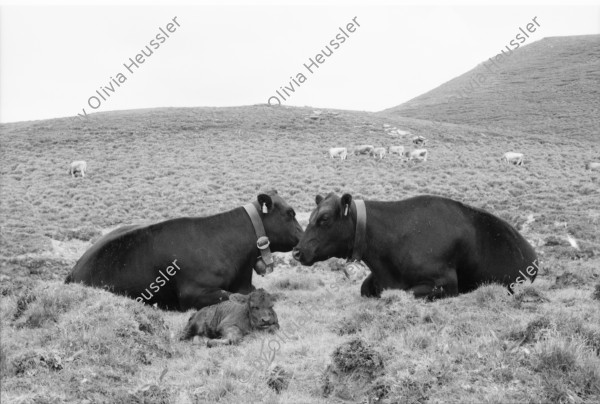 Image of sheet 20060020 photo 11: Leben auf der Alp mit Rind und Kalb, Neaza Graubünden, 2006.
Hirt mit krankem Rind. Hufe werden kontrolliert.