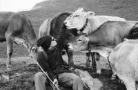Image of sheet 20060020 photo 13: Leben auf der Alp mit Rind und Kalb, Neaza Graubünden, 2006.
Hirt mit krankem Rind. Hufe werden kontrolliert.
