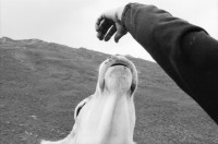 Image of sheet 20060020 photo 14: Leben auf der Alp mit Rind und Kalb, Neaza Graubünden, 2006.
Hirt mit krankem Rind. Hufe werden kontrolliert.