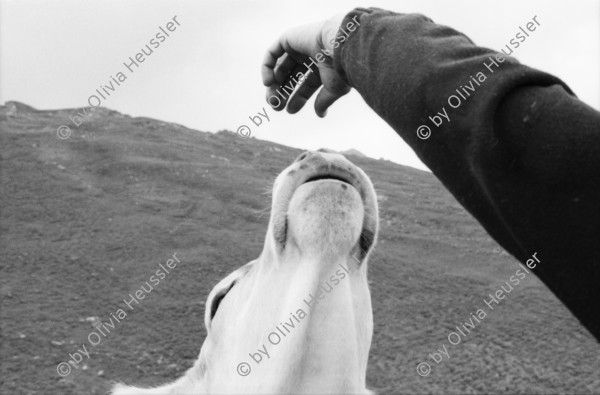 Image of sheet 20060020 photo 14: Leben auf der Alp mit Rind und Kalb, Neaza Graubünden, 2006.
Hirt mit krankem Rind. Hufe werden kontrolliert.