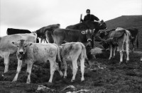 Image of sheet 20060020 photo 17: Leben auf der Alp mit Rind und Kalb, Neaza Graubünden, 2006.
Hirt mit krankem Rind. Hufe werden kontrolliert.
