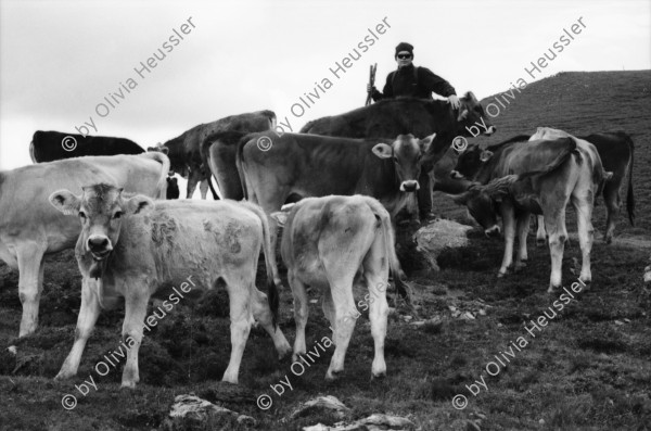 Image of sheet 20060020 photo 17: Leben auf der Alp mit Rind und Kalb, Neaza Graubünden, 2006.
Hirt mit krankem Rind. Hufe werden kontrolliert.