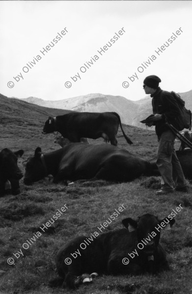 Image of sheet 20060020 photo 3: Leben auf der Alp mit Rind und Kalb, Neaza Graubünden, 2006.
Hirt mit krankem Rind. Hufe werden kontrolliert.