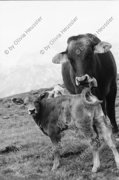 Image of sheet 20060020 photo 6: Leben auf der Alp mit Rind und Kalb, Neaza Graubünden, 2006.
Hirt mit krankem Rind. Hufe werden kontrolliert.