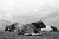 Image of sheet 20060020 photo 8: Leben auf der Alp mit Rind und Kalb, Neaza Graubünden, 2006.
Hirt mit krankem Rind. Hufe werden kontrolliert.
