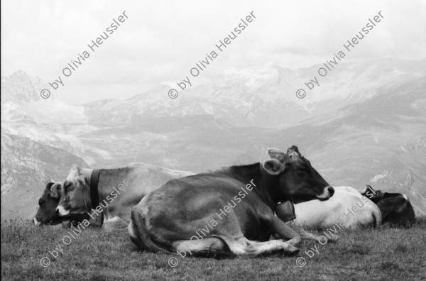 Image of sheet 20060020 photo 8: Leben auf der Alp mit Rind und Kalb, Neaza Graubünden, 2006.
Hirt mit krankem Rind. Hufe werden kontrolliert.