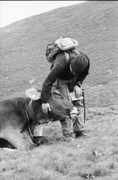 Image of sheet 20060020 photo 9: Leben auf der Alp mit Rind und Kalb, Neaza Graubünden, 2006.
Hirt mit krankem Rind. Hufe werden kontrolliert.