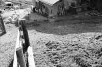 Image of sheet 20060030 photo 23: Leben auf der Alp mit Schwein und Rind, Schweiz 2006.
Käsen auf der Neaza. Schweine werden gefüttert.