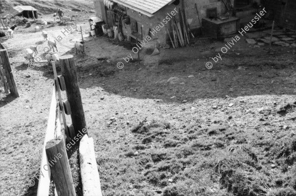 Image of sheet 20060030 photo 23: Leben auf der Alp mit Schwein und Rind, Schweiz 2006.
Käsen auf der Neaza. Schweine werden gefüttert.