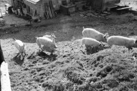 Image of sheet 20060030 photo 24: Leben auf der Alp mit Schwein und Rind, Schweiz 2006.
Käsen auf der Neaza. Schweine werden gefüttert.