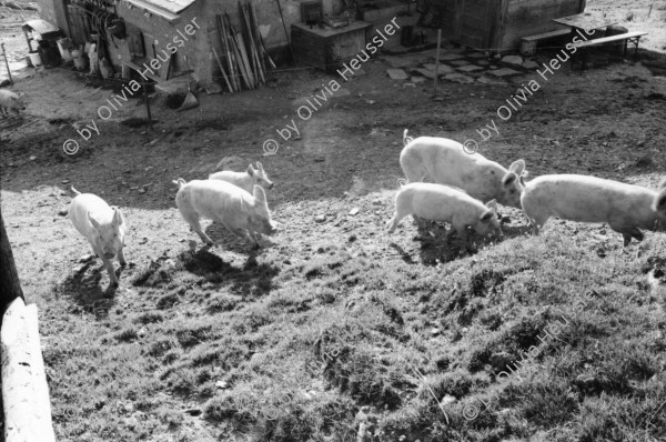 Image of sheet 20060030 photo 24: Leben auf der Alp mit Schwein und Rind, Schweiz 2006.
Käsen auf der Neaza. Schweine werden gefüttert.