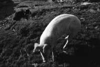 Image of sheet 20060030 photo 27: Leben auf der Alp mit Schwein und Rind, Schweiz 2006.
Käsen auf der Neaza. Schweine werden gefüttert.