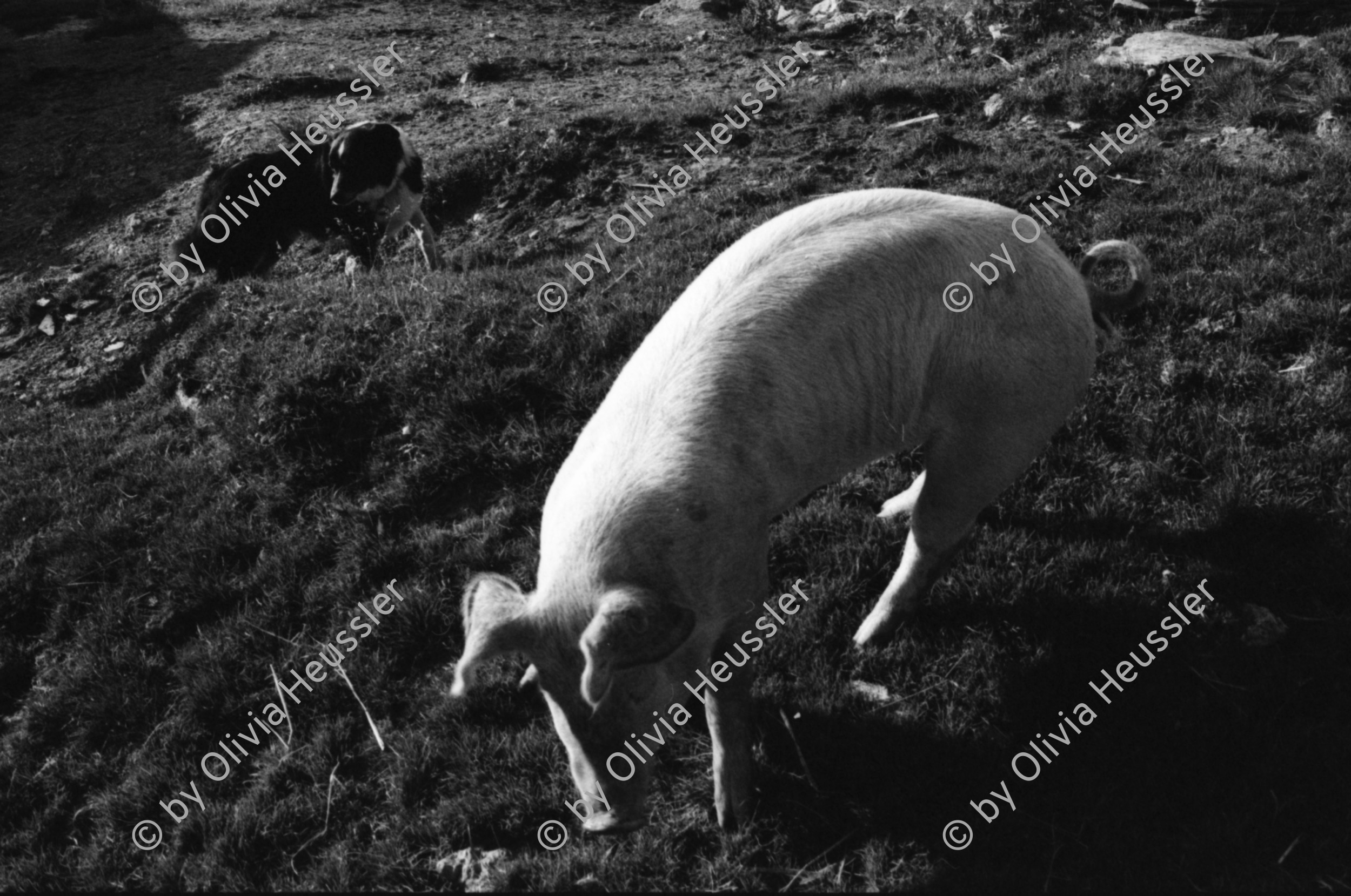 Image of sheet 20060030 photo 27: Leben auf der Alp mit Schwein und Rind, Schweiz 2006.
Käsen auf der Neaza. Schweine werden gefüttert.
