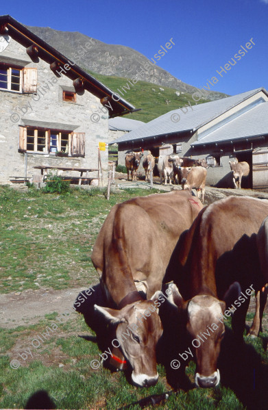 Image of sheet 20060726 photo 0: Alpwirtschaft, Alp Neaza, Graubünden 2006.