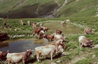 Image of sheet 20060726 photo 47: Alp Neaza, Graubünden 2006. Postkarte