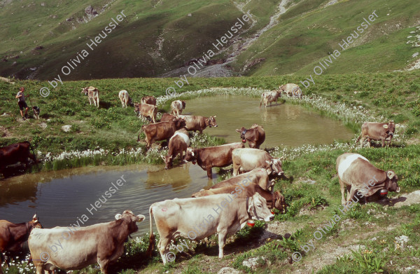 Image of sheet 20060726 photo 47: Alp Neaza, Graubünden 2006. Postkarte