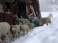 Image of sheet 20090221 photo 14: Schafe in Obersaxen im Schnee, Graubünden 2009.