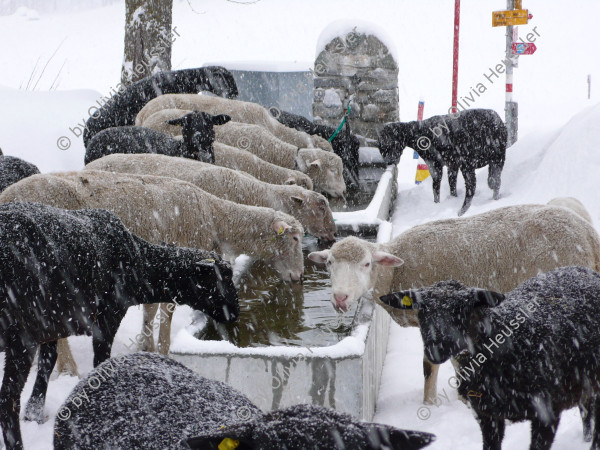 Image of sheet 20090221 photo 19: Schafe in Obersaxen im Schnee, Graubünden 2009.