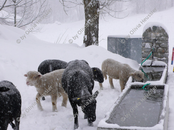 Image of sheet 20090221 photo 22: Schafe in Obersaxen im Schnee, Graubünden 2009.