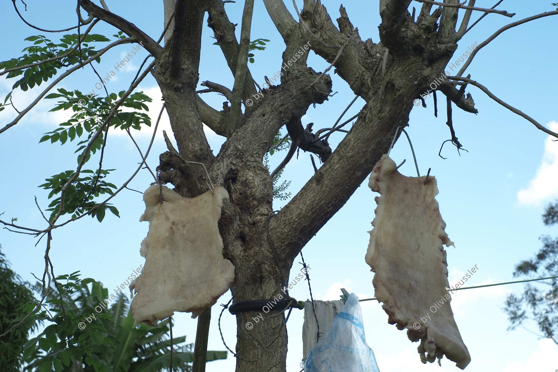 Image of sheet 20140211 photo 88: Die Bauern hängen Schweineschwarten Fett im Baum zum trocknen auf. Viñales Cuba Kuba 2014
Tiere Essen Nahrung