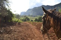 Image of sheet 20140212 photo 22: Pferd auf dem Heimweg nach Valle Viñales Cuba Kuba 2014