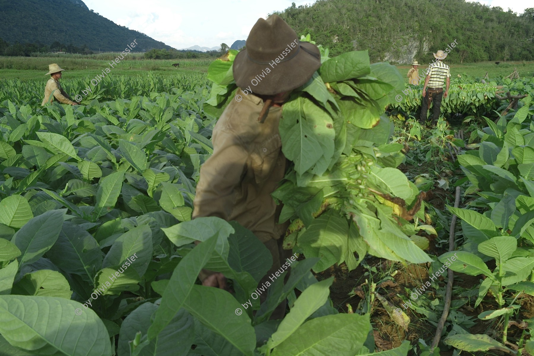 Image of sheet 20140212 photo 59: Ein Tabak arbeiter Mann mit einem Sonnenhut und Zigarre im Mund erntet im Tabakfeld Tabakblätter. Plantage Im Hintergrund die Berge von Valle Viñales Tal. Kuba 2014