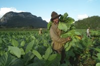 Image of sheet 20140212 photo 60: Tabakarbeiter mit Zigarre beim ernten von Tabakblättern. Viñales Cuba Kuba 2014
Mann Männer Tabak Tobacco
