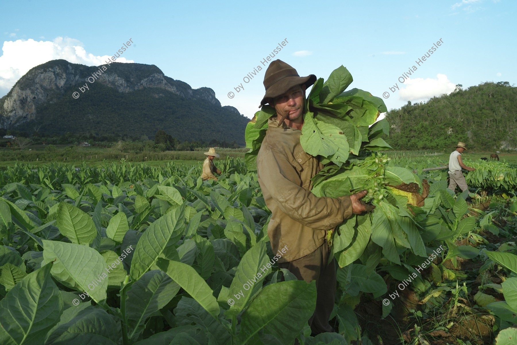 Image of sheet 20140212 photo 60: Tabakarbeiter mit Zigarre beim ernten von Tabakblättern. Viñales Cuba Kuba 2014
Mann Männer Tabak Tobacco