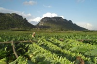 Image of sheet 20140212 photo 63: Ein Tabakarbeiter mit einem Sonnenhut erntet im Tabakfeld Plantage Tabakblätter. Im Hintergrund die Berge von Valle Viñales Tal. Kuba 2014

cigars Zigarren