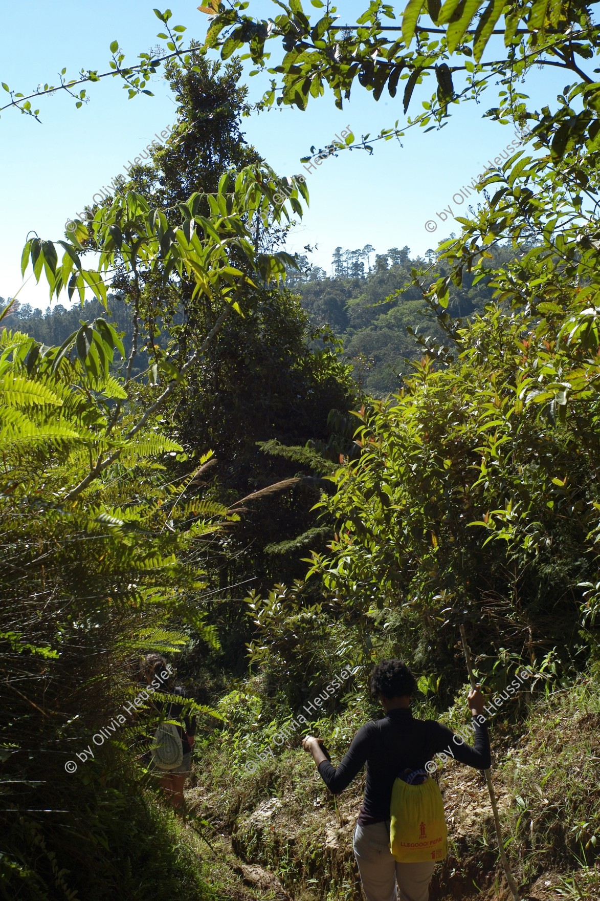 Image of sheet 20140216 photo 29: Spaziergängerin Besucherin Wandern Im Naturpark Urwald von Parque Topes de collantes. Cto. Sur Kuba Cuba 2014
Pflanzen Bäume Tropical Tropisch Regenwald
Flora