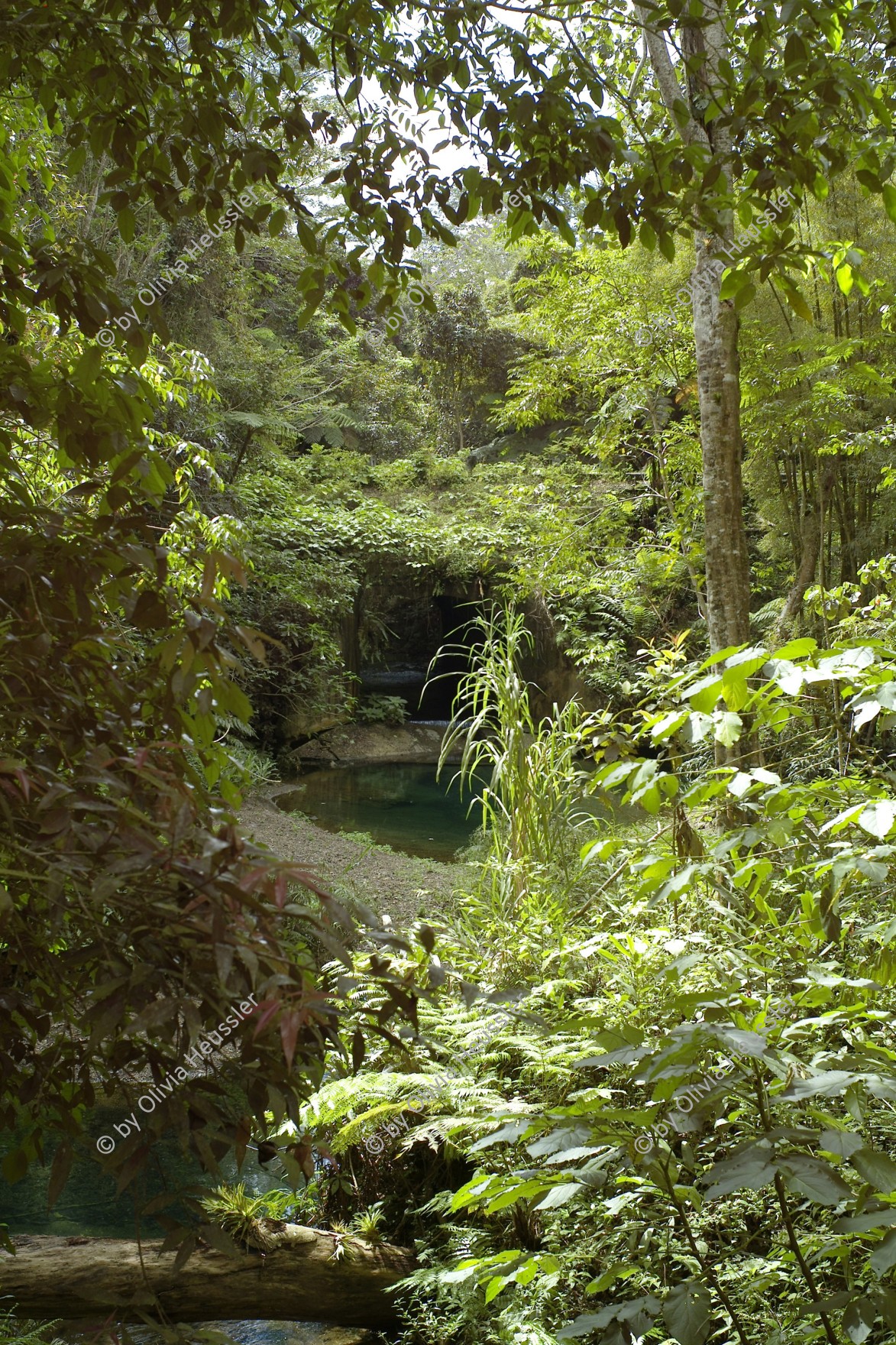 Image of sheet 20140216 photo 37: Bach Gewässer Im  Naturpark Urwald von Parque Topes de collantes. Cto. Sur Kuba Cuba 2014
Pflanzen Bäume Tropical Tropisch Regenwald
Flora