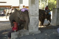 Image of sheet 20240126 photo 42: Elephant Study Center-Village, Ban TaKlang, Kripo Sub-District, Surin Province Thailand 2024.