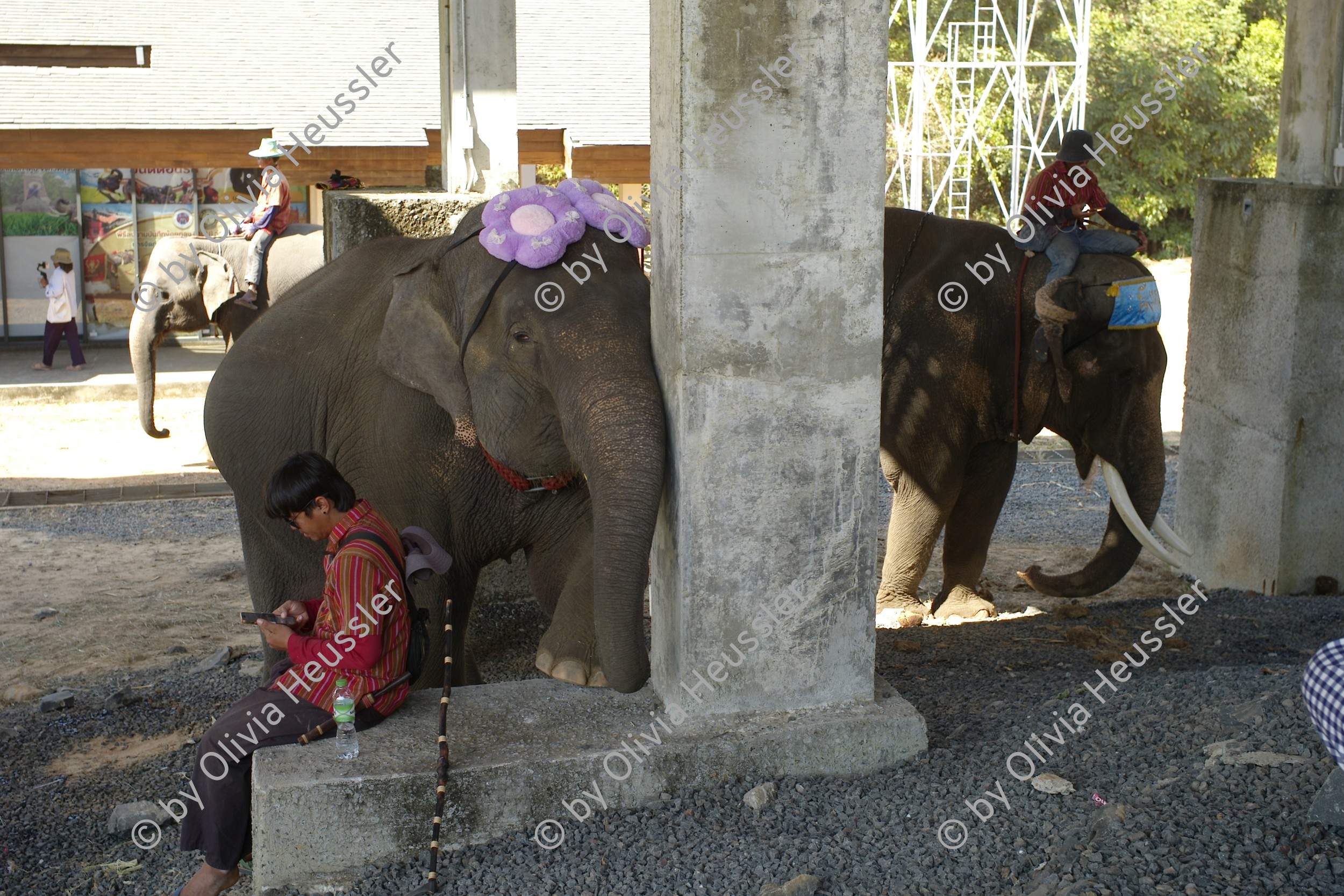 Image of sheet 20240126 photo 42: Elephant Study Center-Village, Ban TaKlang, Kripo Sub-District, Surin Province Thailand 2024.