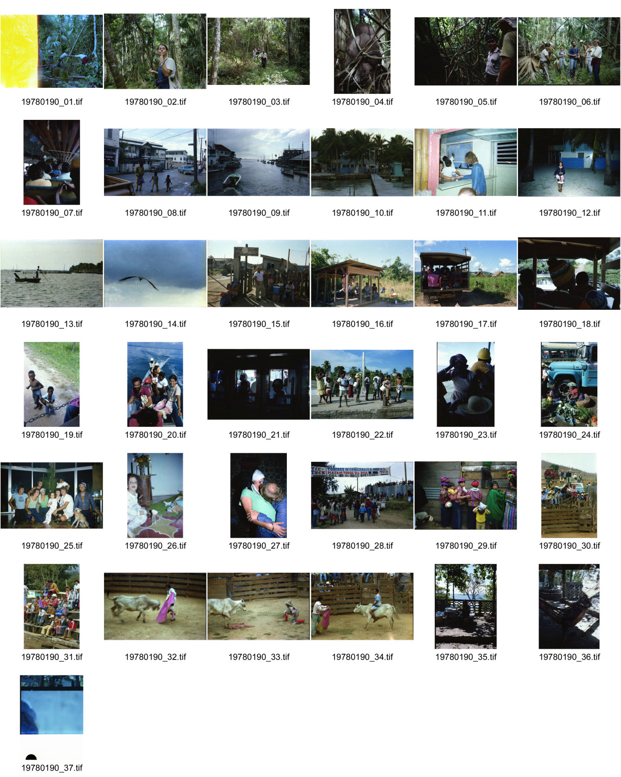 Image of sheet 19780190: Belize Guatemala  Olivia unterwegs im Dschungel von Tikal und in Boot im Atlantik auf dem Weg zu den Riffs Stierkampf mit Kühen! in Guatemala mit Paco Pardo Mexico am warten