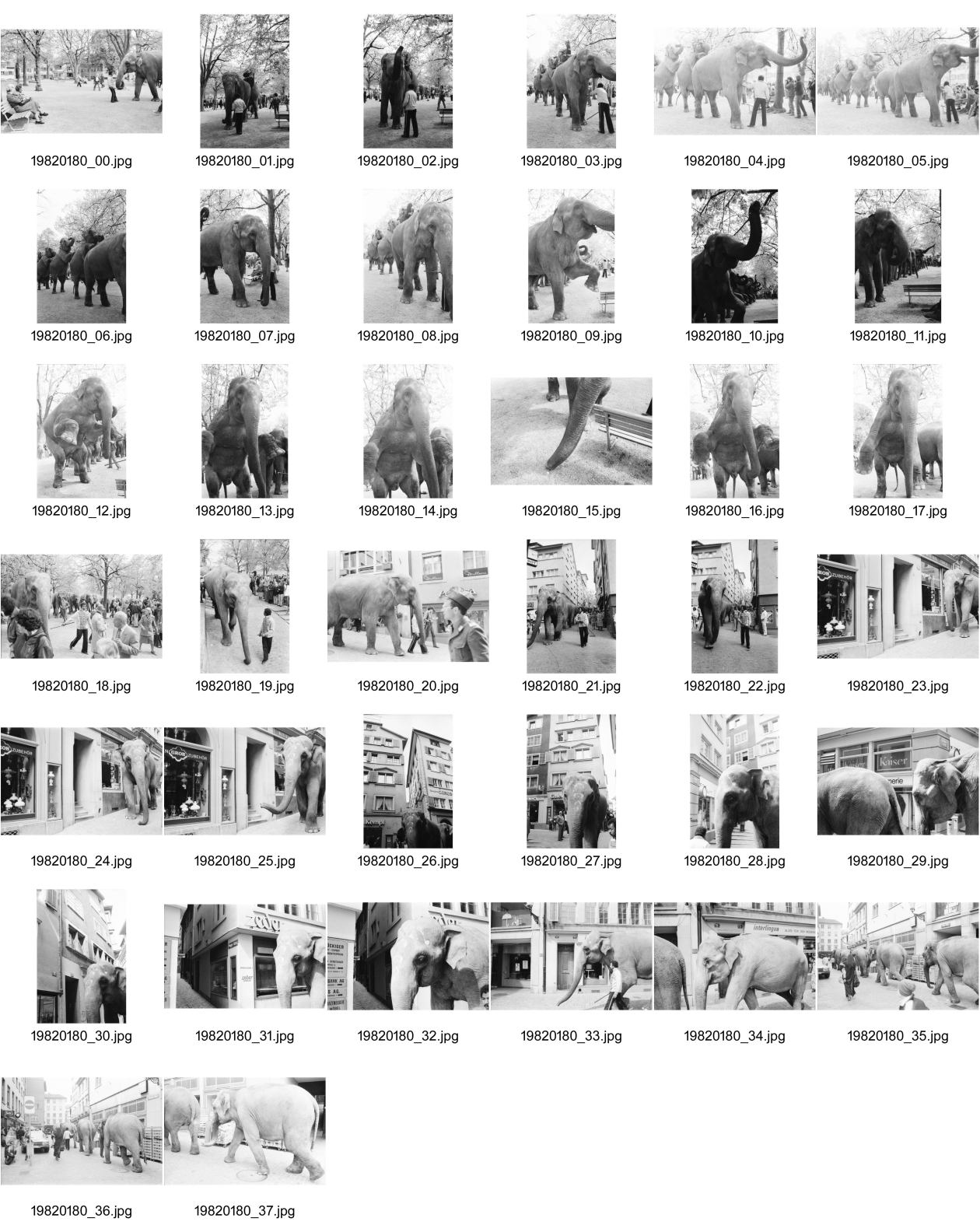 Image of sheet 19820180: frtsg. 820170 Zirkus Knie Elephanten in Zürich auf dem Lindenhof vor Porzellanladen. etc. 1982
elefant animal circus porcellan ceramic old town down town Switzerland Schweiz
© 1982, by Olivia Heussler, Zürich
www.oliviaheussler.com