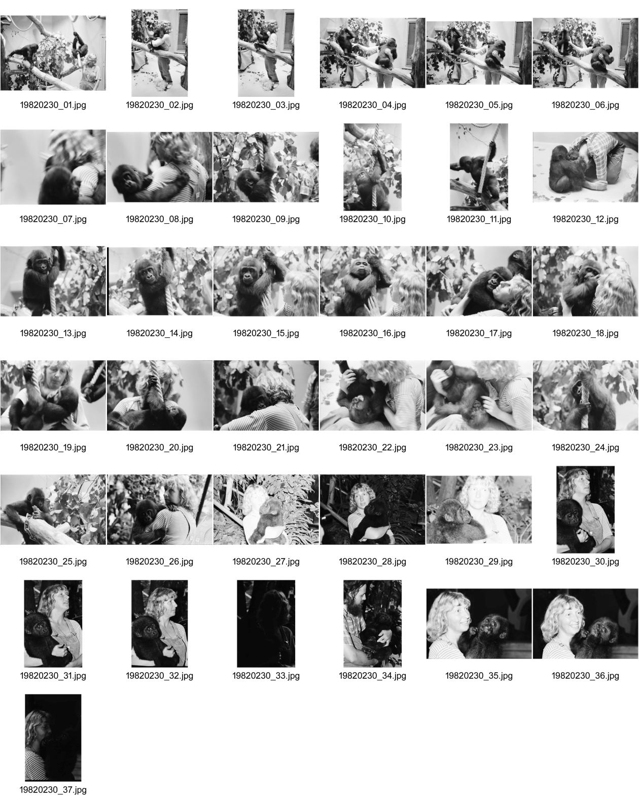 Image of sheet 19820230: Gorilla Junge im Zürcher Zoo mit Betreuerin, Zürich 1982.