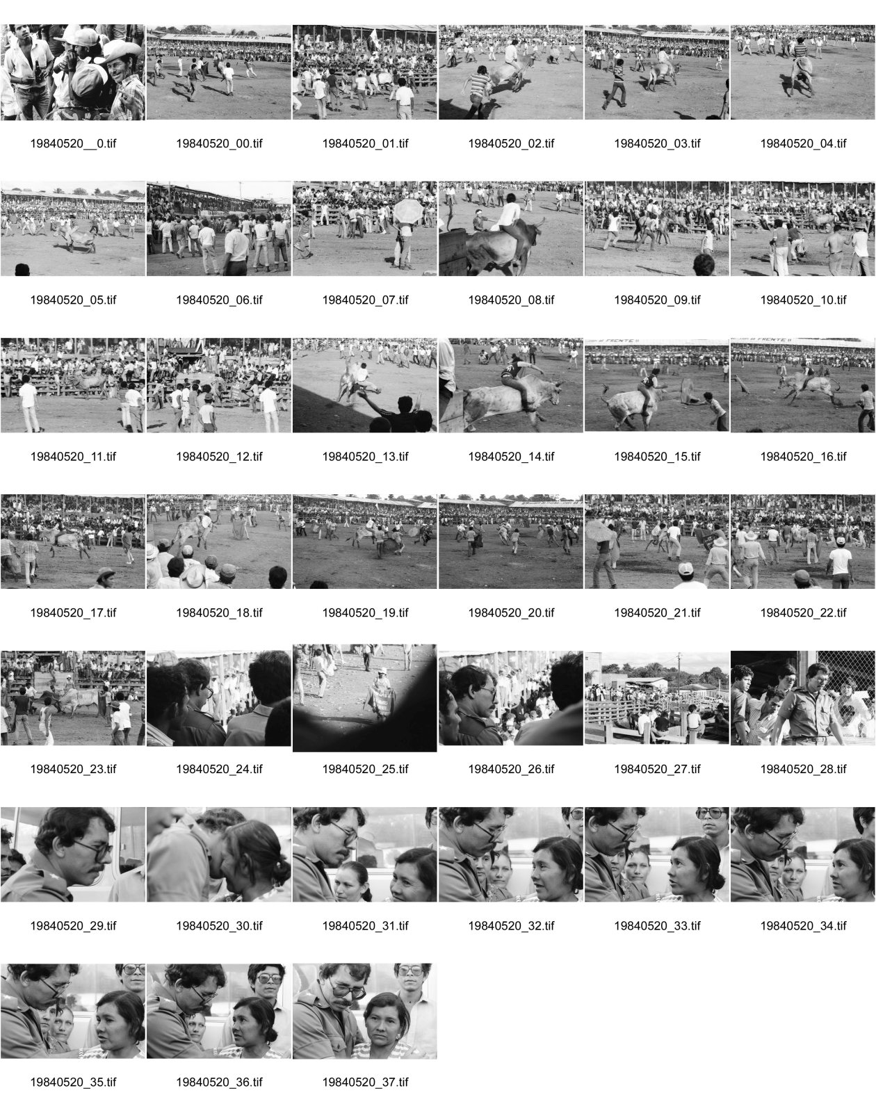 Image of sheet 19840520: Für Ortega kämpfen sich junge Burschen auf lahmen Kühen durch die Corrida. Einige stürzen. Die Männer rennen wild im Gehege umher.Daniel Ortega ist auch Anlaufstelle für kleine Bemerkungen in der Bevölkerung. Männer und Alkohol. Sie trinken Bier. cerveza Nicaragua 1984 America central wahlen election