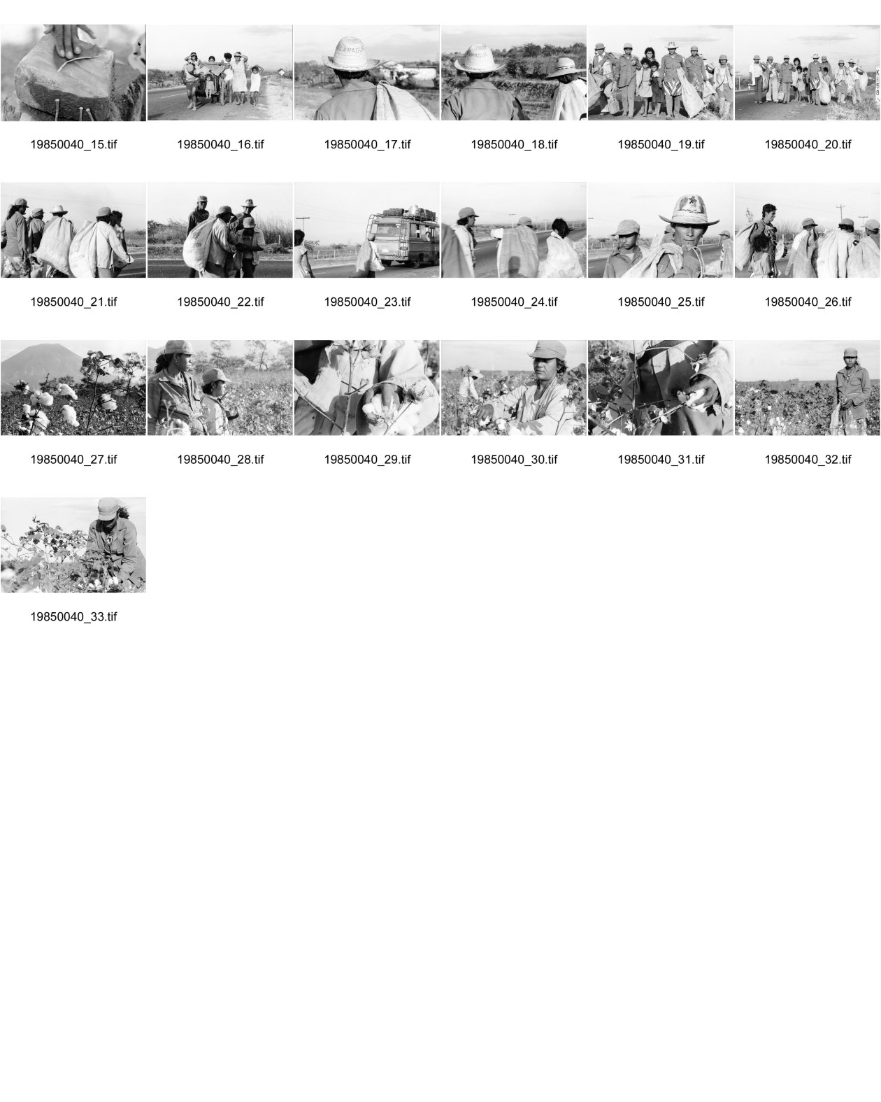 Image of sheet 19850040: Frauen einer Kooperative ernten Baumwolle. Vulkan im Hintergrund. Sie gehen auf der Panamericana. Gruppenbild der Arbeiterinnen. Sie tragen Hüte die mit dem Namen Nicaragua bestickt sind. Eine Familie schleppt ein Wasser Wassertransport über die Landstrasse. Chinandega Nicaragua 1985