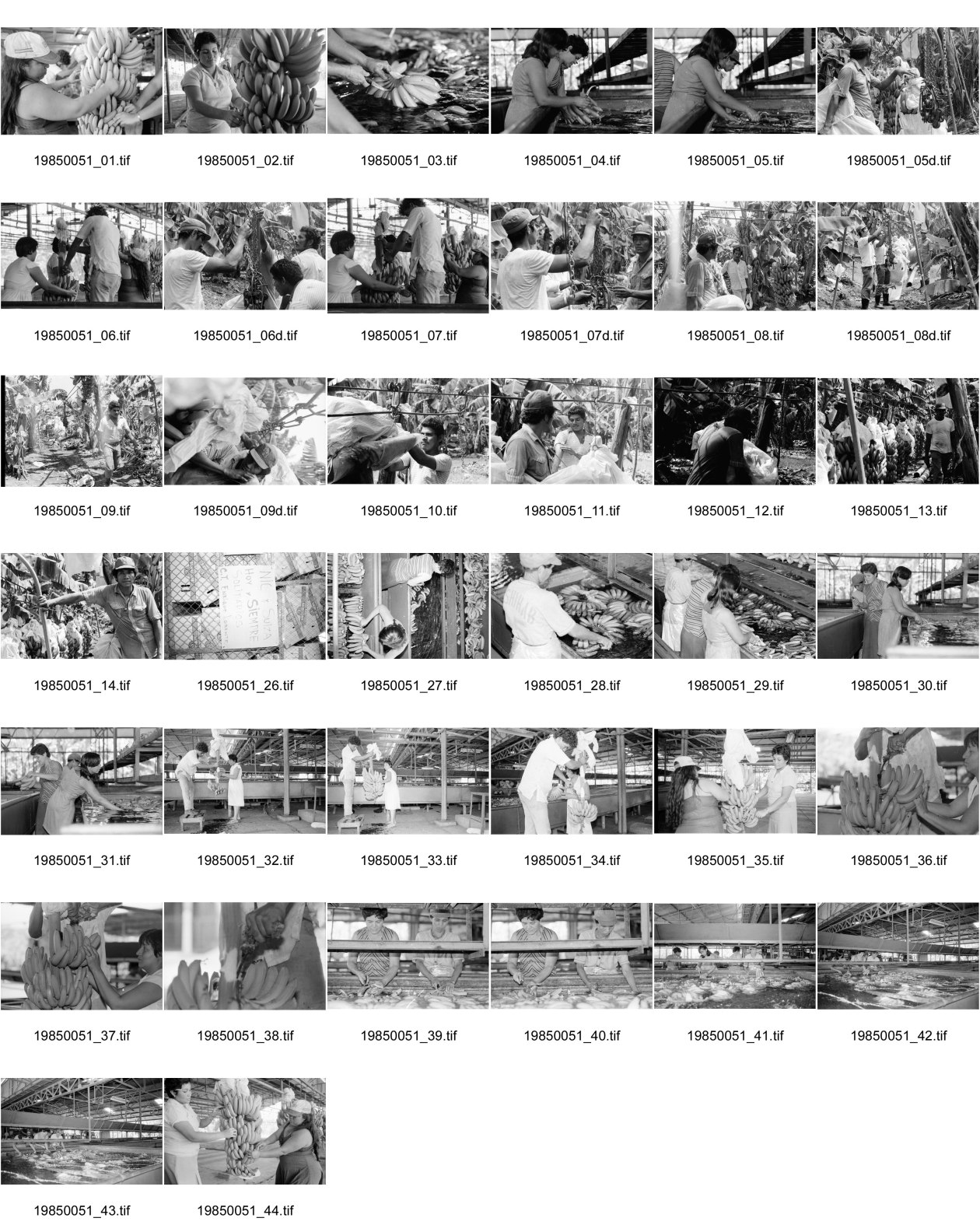 Image of sheet 19850051: In der Kooperative San Carlos arbeiten viele Frauen. Sie waschen die Bananen und kontrollieren die Stauden. Die Männer ziehen die grossen Stauden durch die Felder bis in die Halle. Nicaragua Centralamerica Banana Production 1985