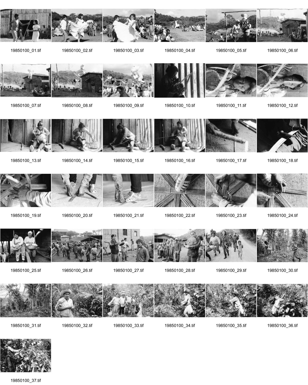 Image of sheet 19850100: Kinder tanzen für die Pinata auf der Kaffeehacienda. Von der Ford Stiftung foundation, 
The Ford Foundation is a private foundation based in New York City and created in 1936 by Edsel Ford and Henry Ford. It was funded originally by a US$25,000 gift from Edsel Ford[1] but by 1947 after the death of the two founders, the foundation owned 90 percent of the non-voting shares of the Ford Motor Company. (The Ford family kept the voting shares to themselves.)[2] The foundation sold its Ford holdings and now plays no role in the automobile company. For years, the foundation was the largest and one of the two or three most influential foundations in the world, with a global reach and special interests in education, the arts, and Third World development

ist einer gekommen und singt mit dem Leiter von INIES. Campesina und Pflückerin stellt ihren Pflückkorb selbst her. Handwerk. Die PflückerInnen der Brigade warten auf den Abmarsch ins Feld. Zwei Geschwister und ihre noch leeren Körben. Auf dem Weg ins Feld. kleiner Junge läuft mit den BrigadistInnen. Der Verantwortliche Kaffeevorarbeiter kontrolliert die Arbeit. Gruppenbild mit Olivia. Kleiner Junge beim Plücken. Matagalpa Nicaragua 1985