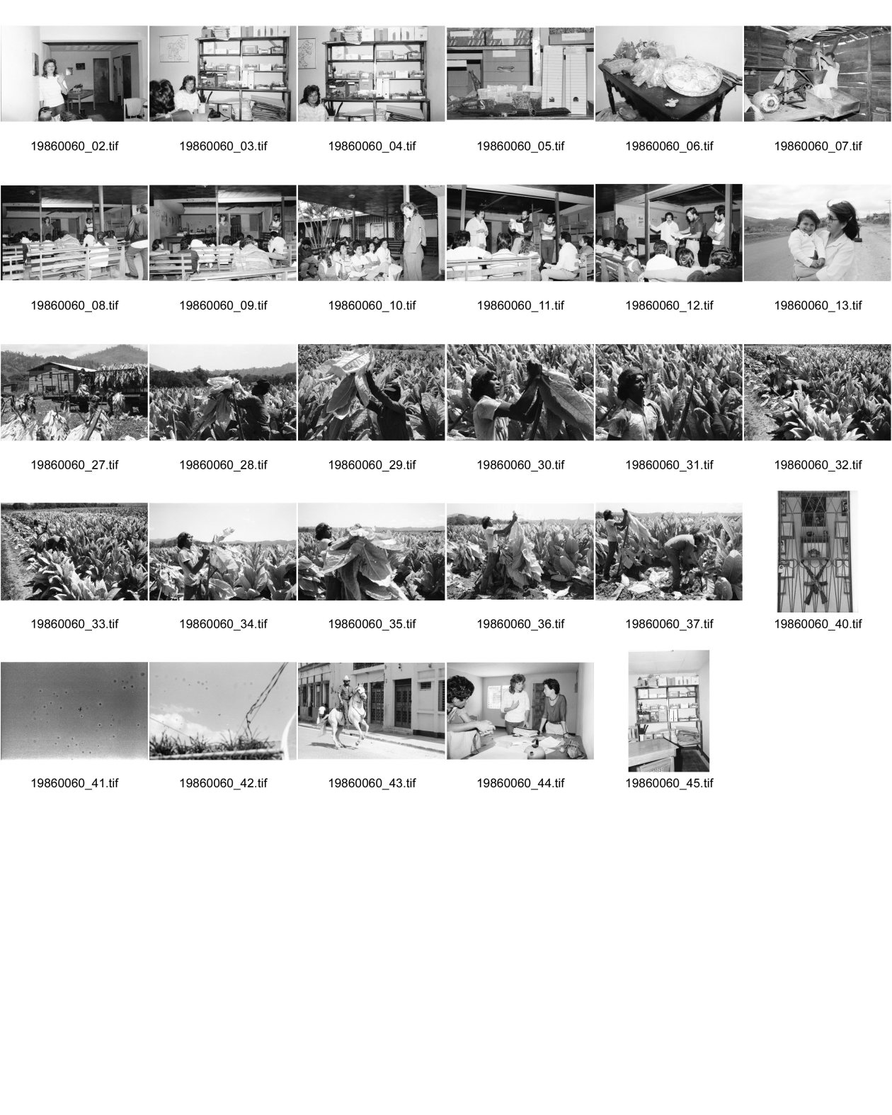Image of sheet 19860060: In Jalapa fotografiere ich das einnehmen der reifen Tabakpflanzen. Arbeiter schneiden von Hand die grossen Blätter und spannen sie direkt auf Holzstiele. Hölzer Esteli: ISNAYA  Juanita Brüssel zeigt mir und Margrit Brunner die Apotheke wo sie ihre medizinischen Heilpflanzen unter Aerztlicher Versorgung an die Bevölkerung abgeben. Die getrockneten Pflanzen liegen in Plastikbeuteln Uriel Sotomayor und Juanita halten den lokalen Ärzten und Krankenschwestern einen Vortrag.
Eukaliptus blätter werden in der Kaffeemühle gemahlen. Ein kleines Denkmal für die gefallenen Helden Heroes y Martyres in Esteli. Soldatendenkmal. 
Nicaragua 1986